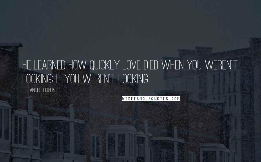 Andre Dubus Quotes: He learned how quickly love died when you weren't looking; if you weren't looking.