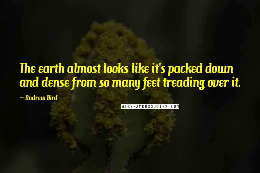 Andrew Bird Quotes: The earth almost looks like it's packed down and dense from so many feet treading over it.