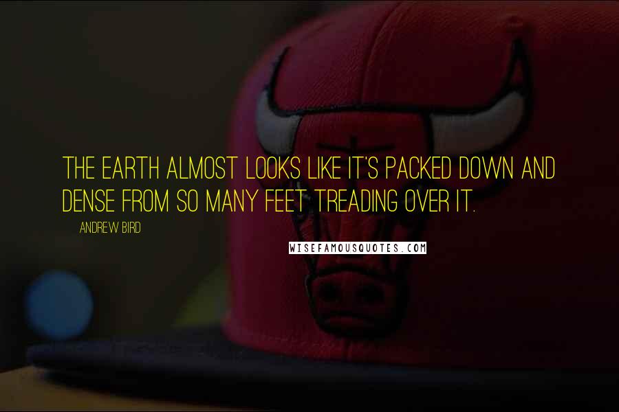 Andrew Bird Quotes: The earth almost looks like it's packed down and dense from so many feet treading over it.