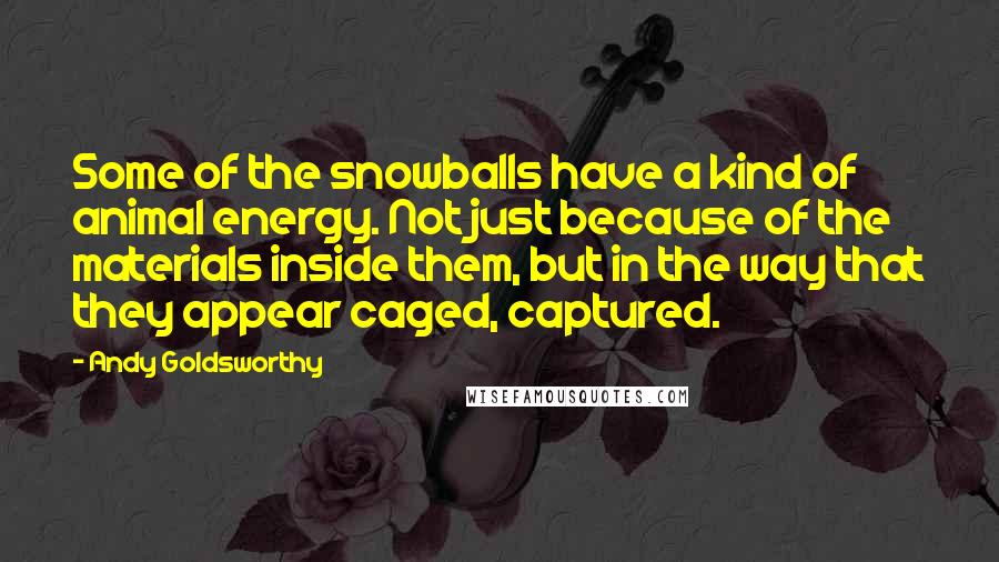 Andy Goldsworthy Quotes: Some of the snowballs have a kind of animal energy. Not just because of the materials inside them, but in the way that they appear caged, captured.