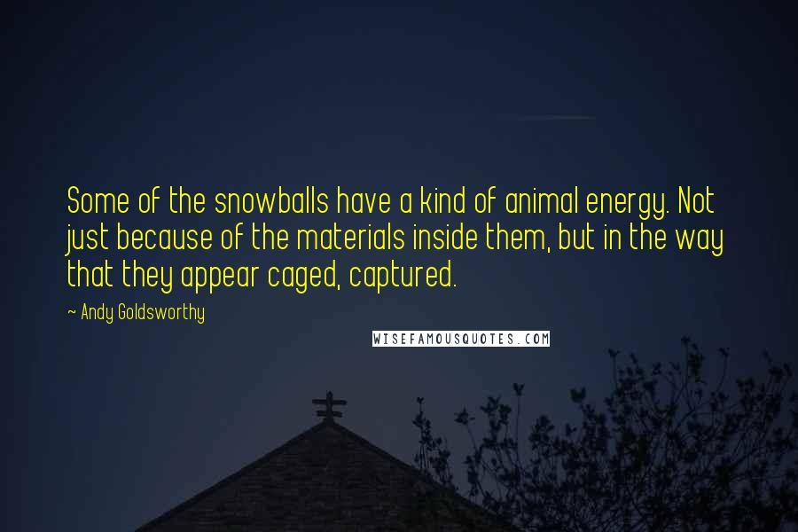 Andy Goldsworthy Quotes: Some of the snowballs have a kind of animal energy. Not just because of the materials inside them, but in the way that they appear caged, captured.