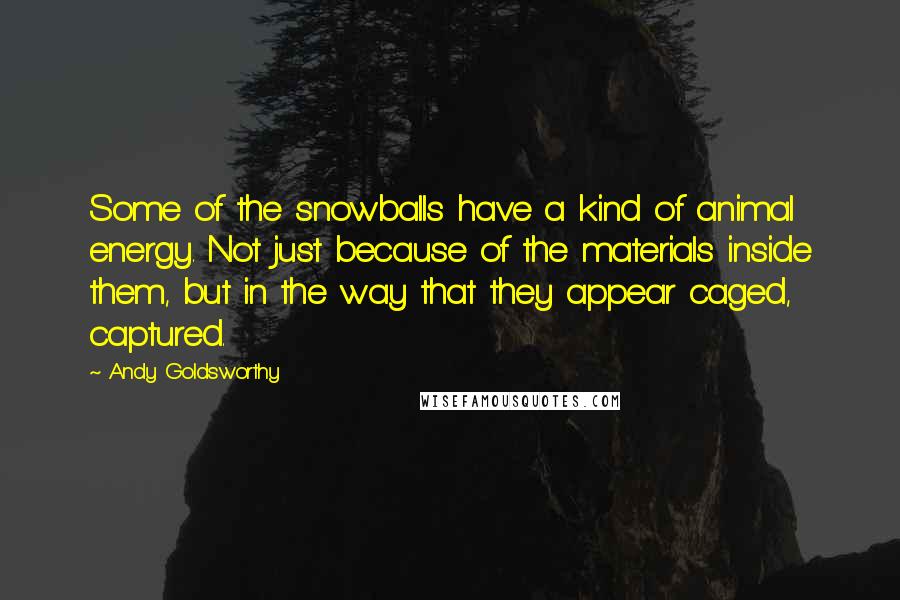 Andy Goldsworthy Quotes: Some of the snowballs have a kind of animal energy. Not just because of the materials inside them, but in the way that they appear caged, captured.