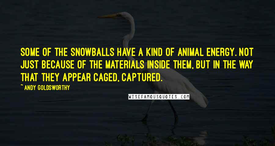 Andy Goldsworthy Quotes: Some of the snowballs have a kind of animal energy. Not just because of the materials inside them, but in the way that they appear caged, captured.