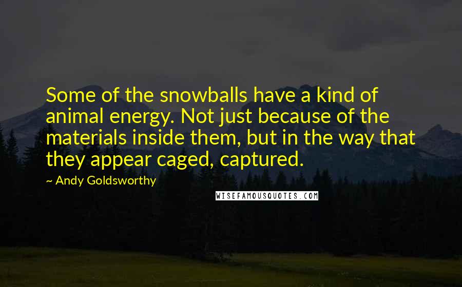 Andy Goldsworthy Quotes: Some of the snowballs have a kind of animal energy. Not just because of the materials inside them, but in the way that they appear caged, captured.