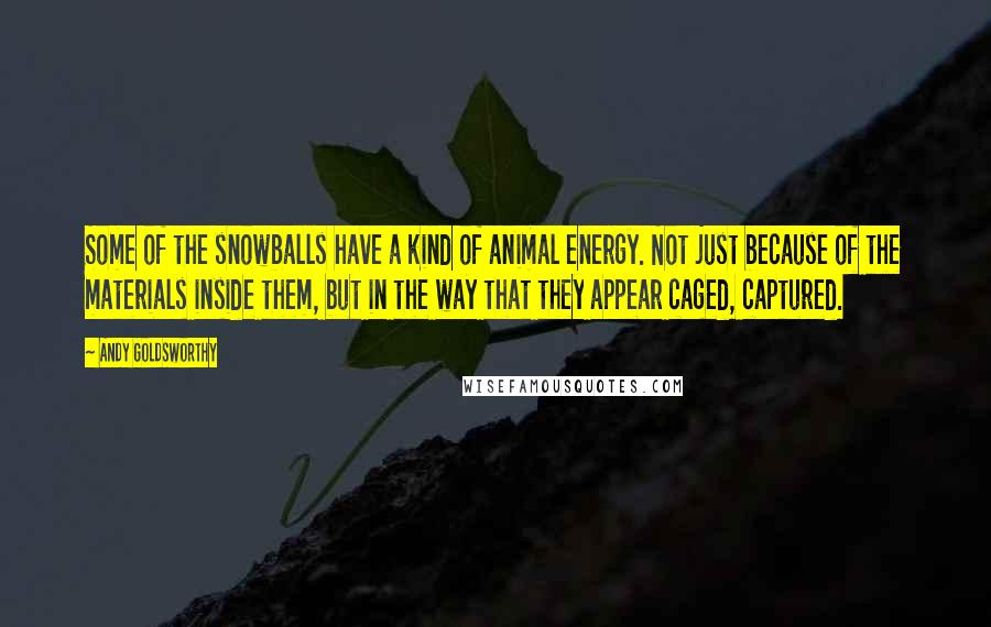 Andy Goldsworthy Quotes: Some of the snowballs have a kind of animal energy. Not just because of the materials inside them, but in the way that they appear caged, captured.