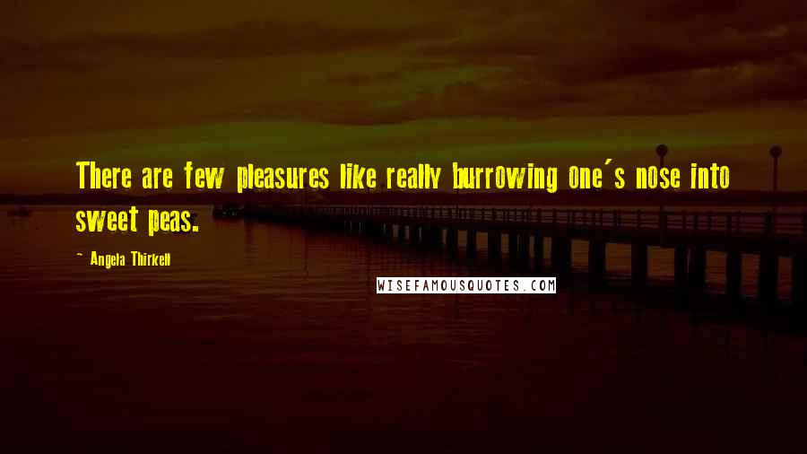 Angela Thirkell Quotes: There are few pleasures like really burrowing one's nose into sweet peas.