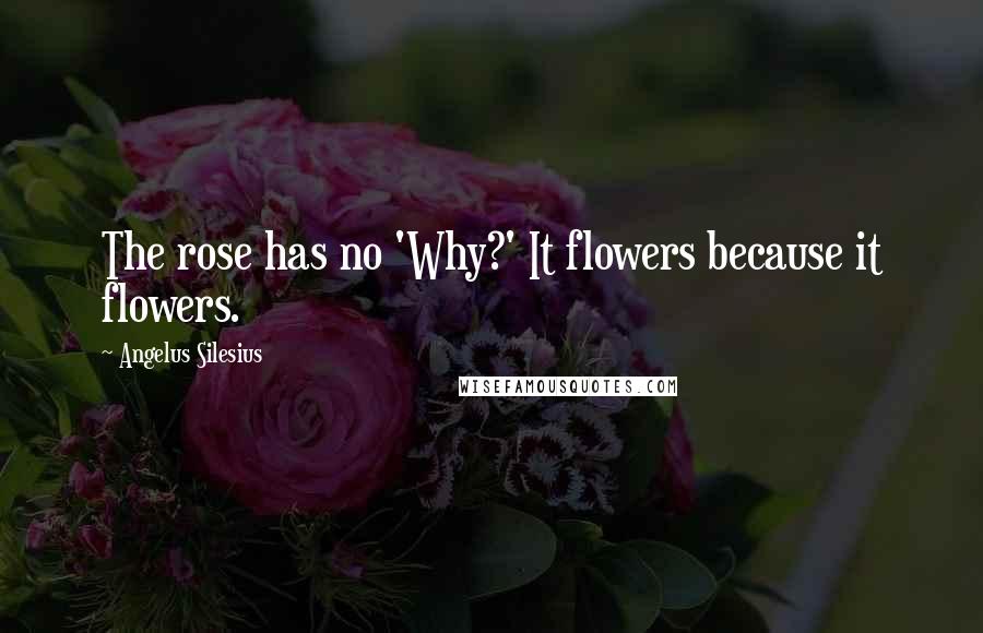Angelus Silesius Quotes: The rose has no 'Why?' It flowers because it flowers.