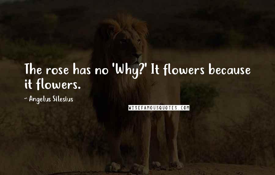 Angelus Silesius Quotes: The rose has no 'Why?' It flowers because it flowers.