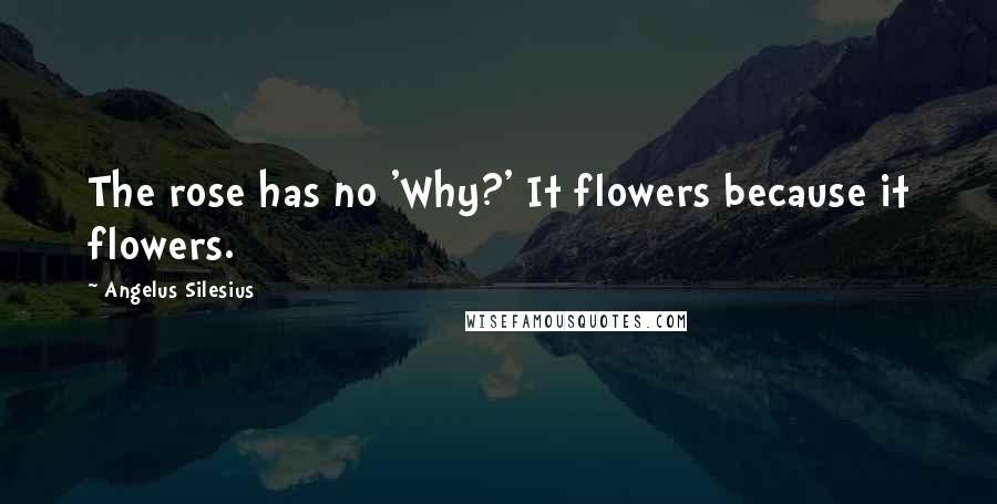 Angelus Silesius Quotes: The rose has no 'Why?' It flowers because it flowers.