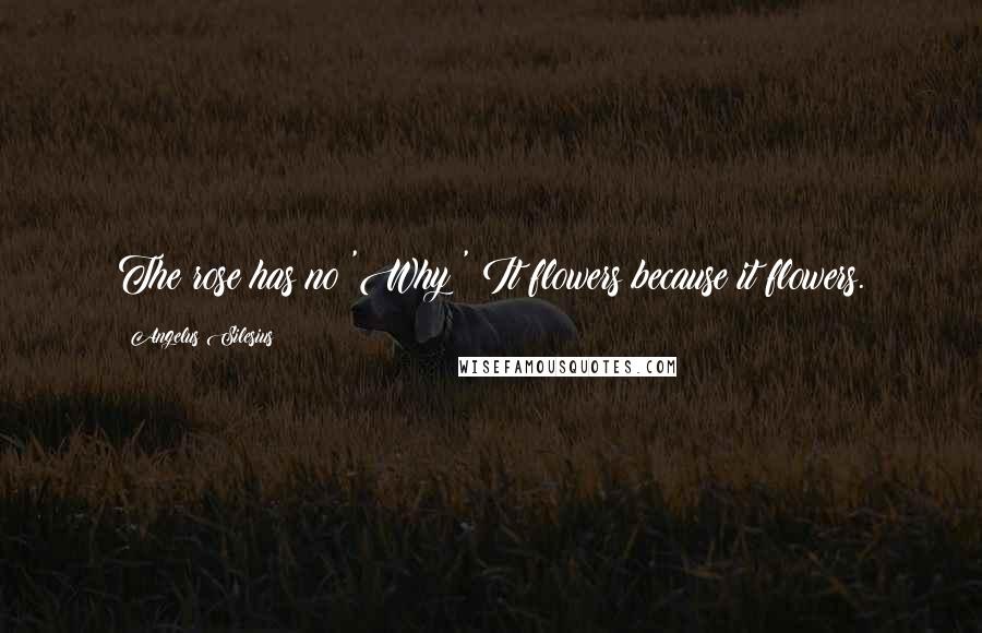 Angelus Silesius Quotes: The rose has no 'Why?' It flowers because it flowers.