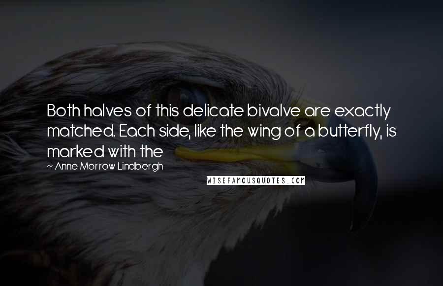 Anne Morrow Lindbergh Quotes: Both halves of this delicate bivalve are exactly matched. Each side, like the wing of a butterfly, is marked with the