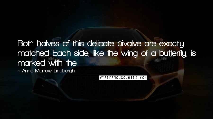 Anne Morrow Lindbergh Quotes: Both halves of this delicate bivalve are exactly matched. Each side, like the wing of a butterfly, is marked with the