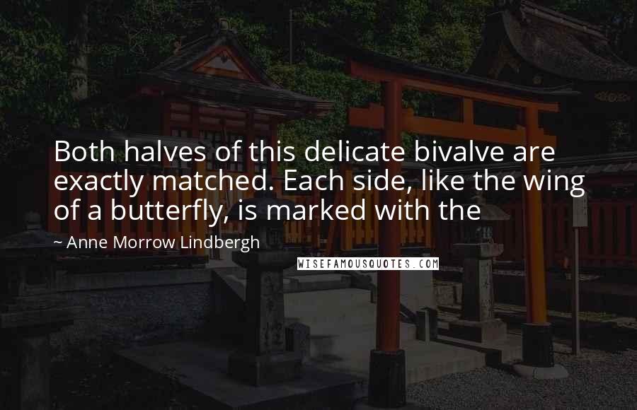 Anne Morrow Lindbergh Quotes: Both halves of this delicate bivalve are exactly matched. Each side, like the wing of a butterfly, is marked with the