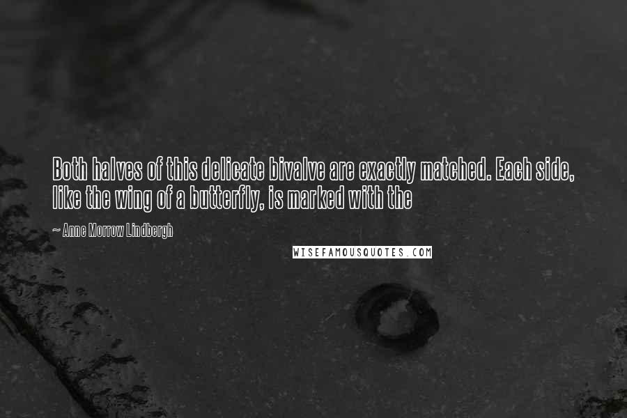 Anne Morrow Lindbergh Quotes: Both halves of this delicate bivalve are exactly matched. Each side, like the wing of a butterfly, is marked with the