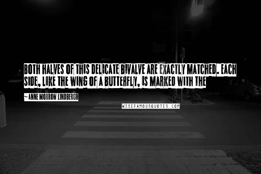 Anne Morrow Lindbergh Quotes: Both halves of this delicate bivalve are exactly matched. Each side, like the wing of a butterfly, is marked with the