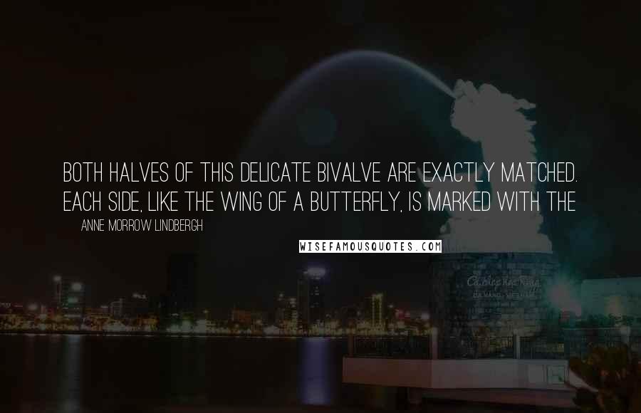 Anne Morrow Lindbergh Quotes: Both halves of this delicate bivalve are exactly matched. Each side, like the wing of a butterfly, is marked with the