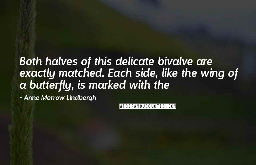 Anne Morrow Lindbergh Quotes: Both halves of this delicate bivalve are exactly matched. Each side, like the wing of a butterfly, is marked with the