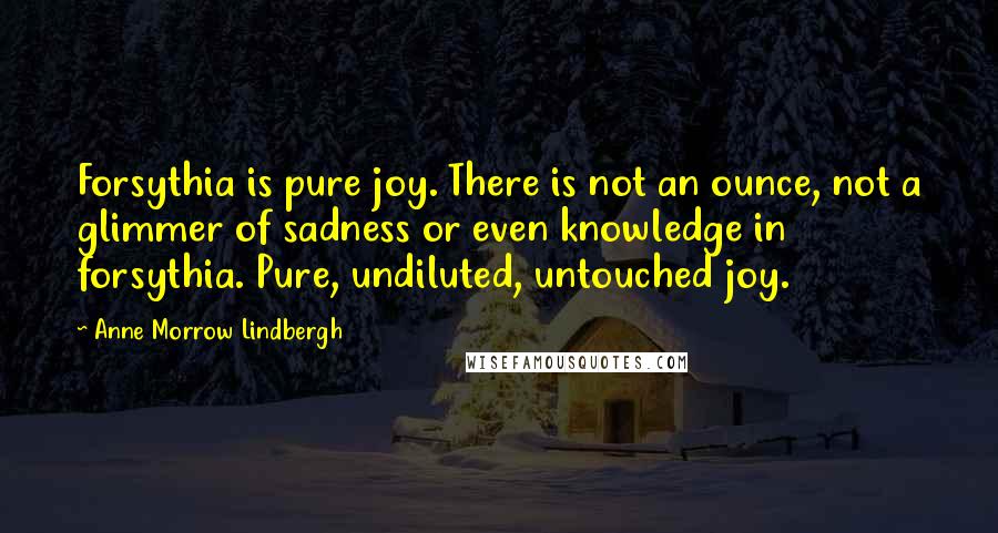 Anne Morrow Lindbergh Quotes: Forsythia is pure joy. There is not an ounce, not a glimmer of sadness or even knowledge in forsythia. Pure, undiluted, untouched joy.
