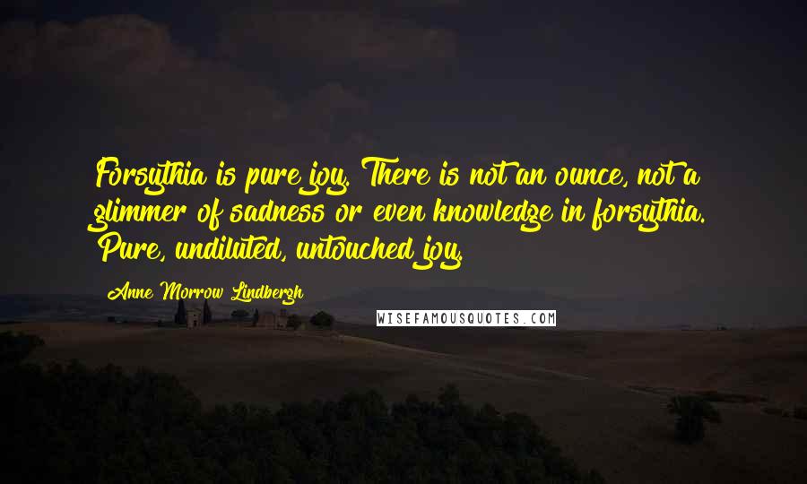 Anne Morrow Lindbergh Quotes: Forsythia is pure joy. There is not an ounce, not a glimmer of sadness or even knowledge in forsythia. Pure, undiluted, untouched joy.