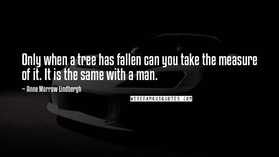 Anne Morrow Lindbergh Quotes: Only when a tree has fallen can you take the measure of it. It is the same with a man.