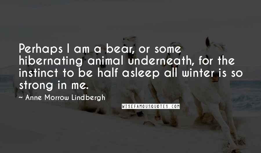 Anne Morrow Lindbergh Quotes: Perhaps I am a bear, or some hibernating animal underneath, for the instinct to be half asleep all winter is so strong in me.