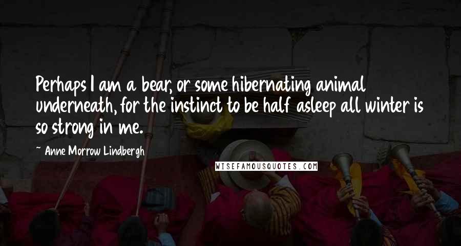 Anne Morrow Lindbergh Quotes: Perhaps I am a bear, or some hibernating animal underneath, for the instinct to be half asleep all winter is so strong in me.