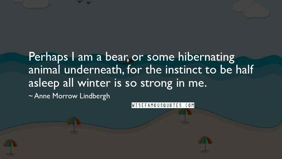 Anne Morrow Lindbergh Quotes: Perhaps I am a bear, or some hibernating animal underneath, for the instinct to be half asleep all winter is so strong in me.