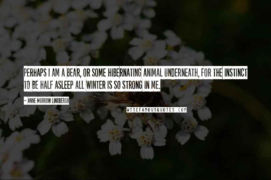 Anne Morrow Lindbergh Quotes: Perhaps I am a bear, or some hibernating animal underneath, for the instinct to be half asleep all winter is so strong in me.