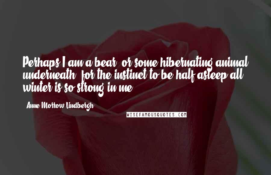 Anne Morrow Lindbergh Quotes: Perhaps I am a bear, or some hibernating animal underneath, for the instinct to be half asleep all winter is so strong in me.