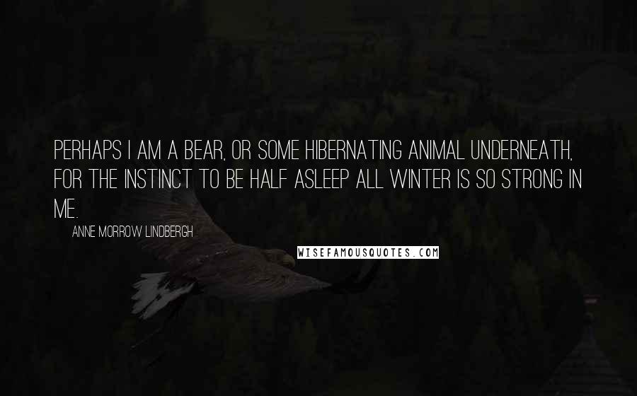 Anne Morrow Lindbergh Quotes: Perhaps I am a bear, or some hibernating animal underneath, for the instinct to be half asleep all winter is so strong in me.