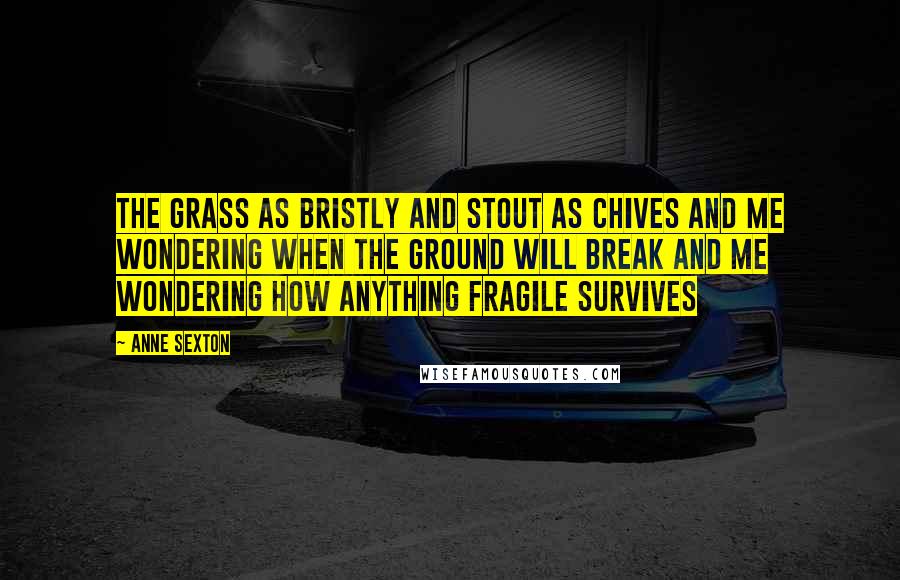 Anne Sexton Quotes: The grass as bristly and stout as chives and me wondering when the ground will break and me wondering how anything fragile survives