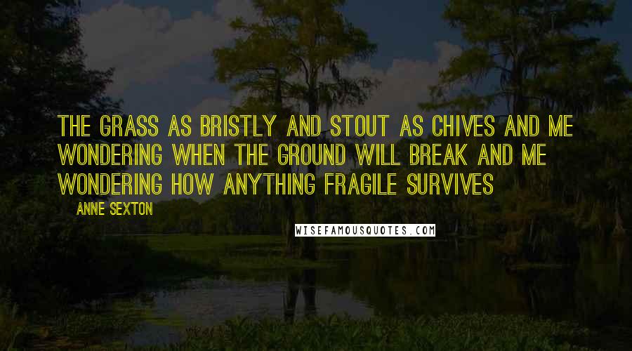 Anne Sexton Quotes: The grass as bristly and stout as chives and me wondering when the ground will break and me wondering how anything fragile survives