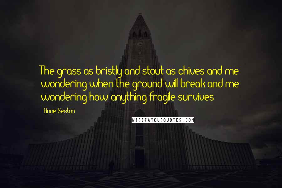 Anne Sexton Quotes: The grass as bristly and stout as chives and me wondering when the ground will break and me wondering how anything fragile survives