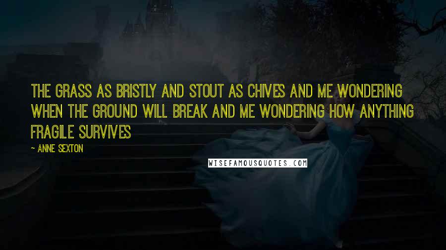 Anne Sexton Quotes: The grass as bristly and stout as chives and me wondering when the ground will break and me wondering how anything fragile survives