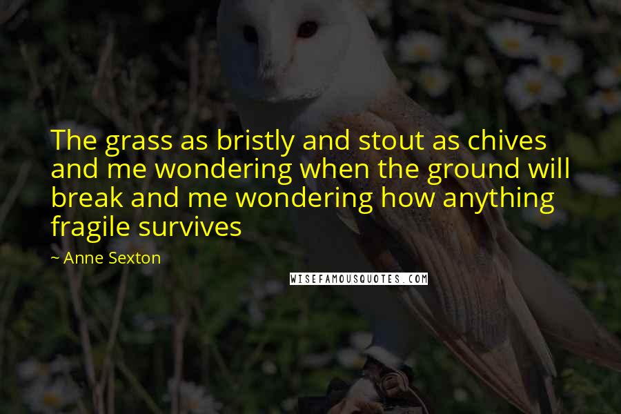 Anne Sexton Quotes: The grass as bristly and stout as chives and me wondering when the ground will break and me wondering how anything fragile survives