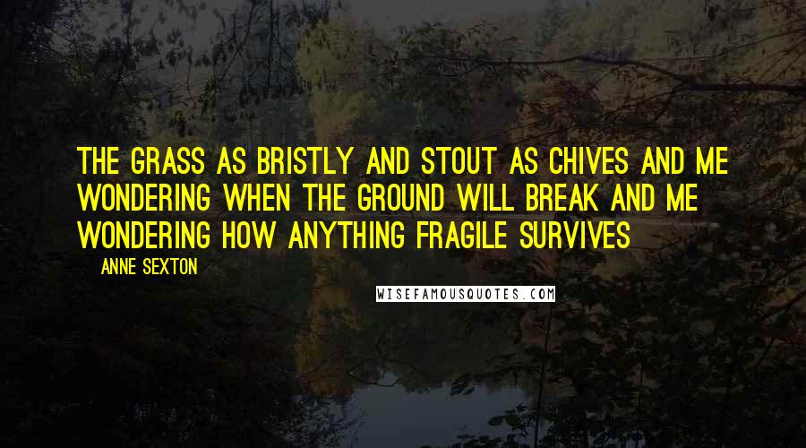 Anne Sexton Quotes: The grass as bristly and stout as chives and me wondering when the ground will break and me wondering how anything fragile survives