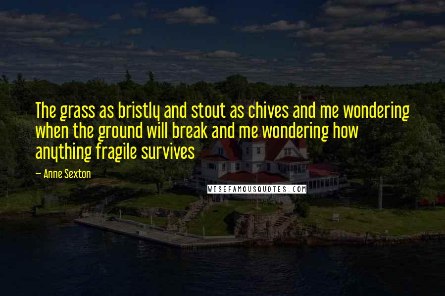 Anne Sexton Quotes: The grass as bristly and stout as chives and me wondering when the ground will break and me wondering how anything fragile survives