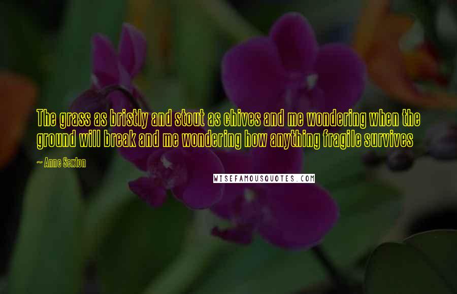 Anne Sexton Quotes: The grass as bristly and stout as chives and me wondering when the ground will break and me wondering how anything fragile survives