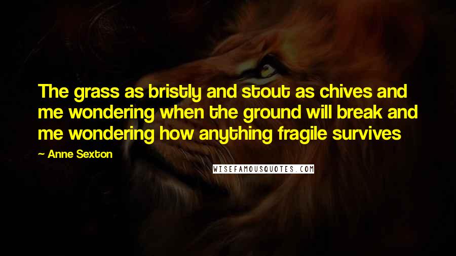 Anne Sexton Quotes: The grass as bristly and stout as chives and me wondering when the ground will break and me wondering how anything fragile survives