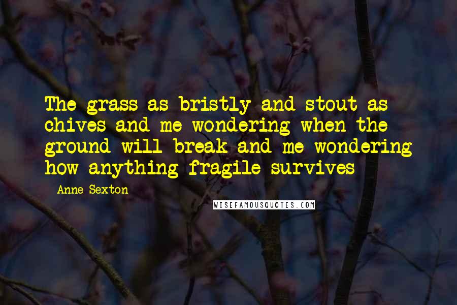 Anne Sexton Quotes: The grass as bristly and stout as chives and me wondering when the ground will break and me wondering how anything fragile survives