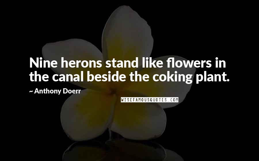 Anthony Doerr Quotes: Nine herons stand like flowers in the canal beside the coking plant.