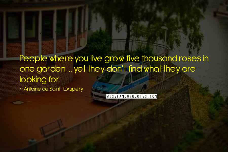 Antoine De Saint-Exupery Quotes: People where you live grow five thousand roses in one garden ... yet they don't find what they are looking for.