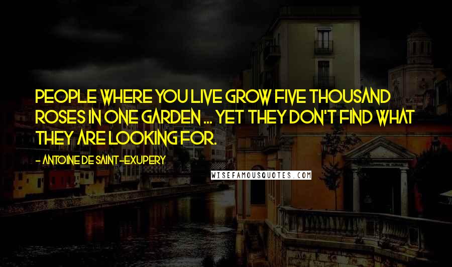 Antoine De Saint-Exupery Quotes: People where you live grow five thousand roses in one garden ... yet they don't find what they are looking for.