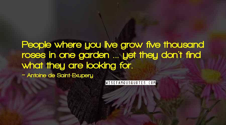 Antoine De Saint-Exupery Quotes: People where you live grow five thousand roses in one garden ... yet they don't find what they are looking for.
