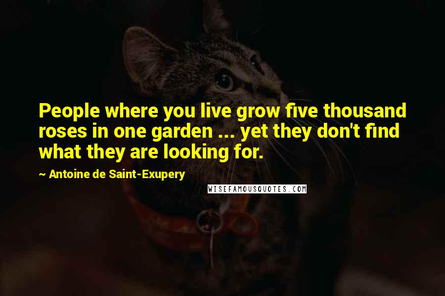 Antoine De Saint-Exupery Quotes: People where you live grow five thousand roses in one garden ... yet they don't find what they are looking for.