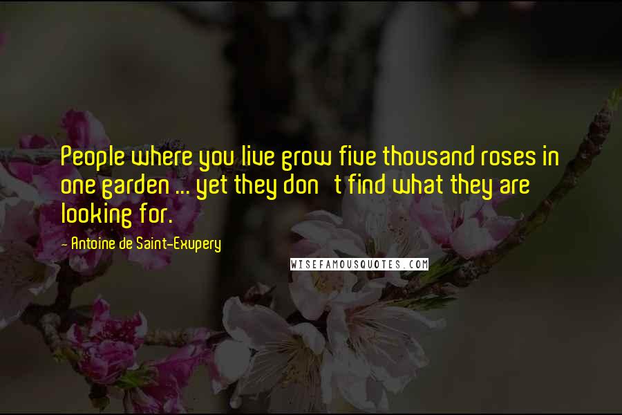 Antoine De Saint-Exupery Quotes: People where you live grow five thousand roses in one garden ... yet they don't find what they are looking for.
