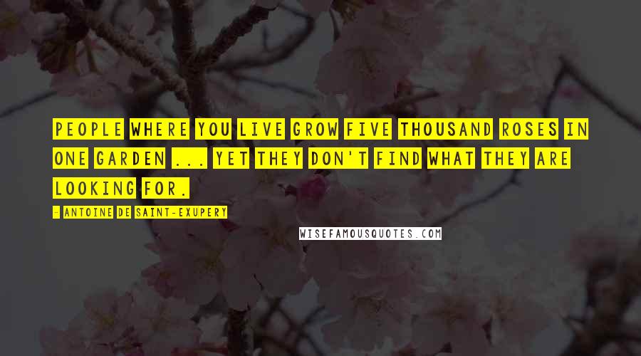 Antoine De Saint-Exupery Quotes: People where you live grow five thousand roses in one garden ... yet they don't find what they are looking for.