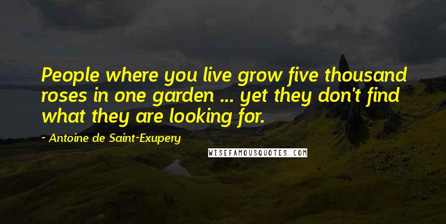 Antoine De Saint-Exupery Quotes: People where you live grow five thousand roses in one garden ... yet they don't find what they are looking for.