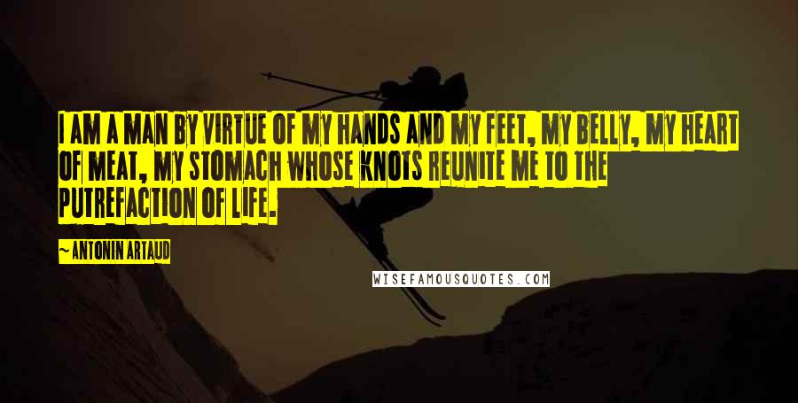 Antonin Artaud Quotes: I am a man by virtue of my hands and my feet, my belly, my heart of meat, my stomach whose knots reunite me to the putrefaction of life.