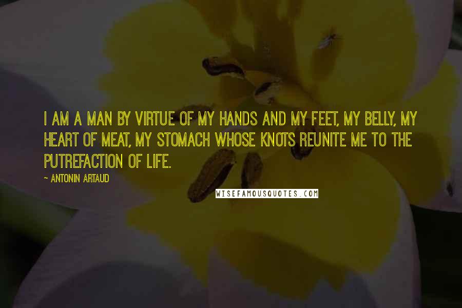 Antonin Artaud Quotes: I am a man by virtue of my hands and my feet, my belly, my heart of meat, my stomach whose knots reunite me to the putrefaction of life.